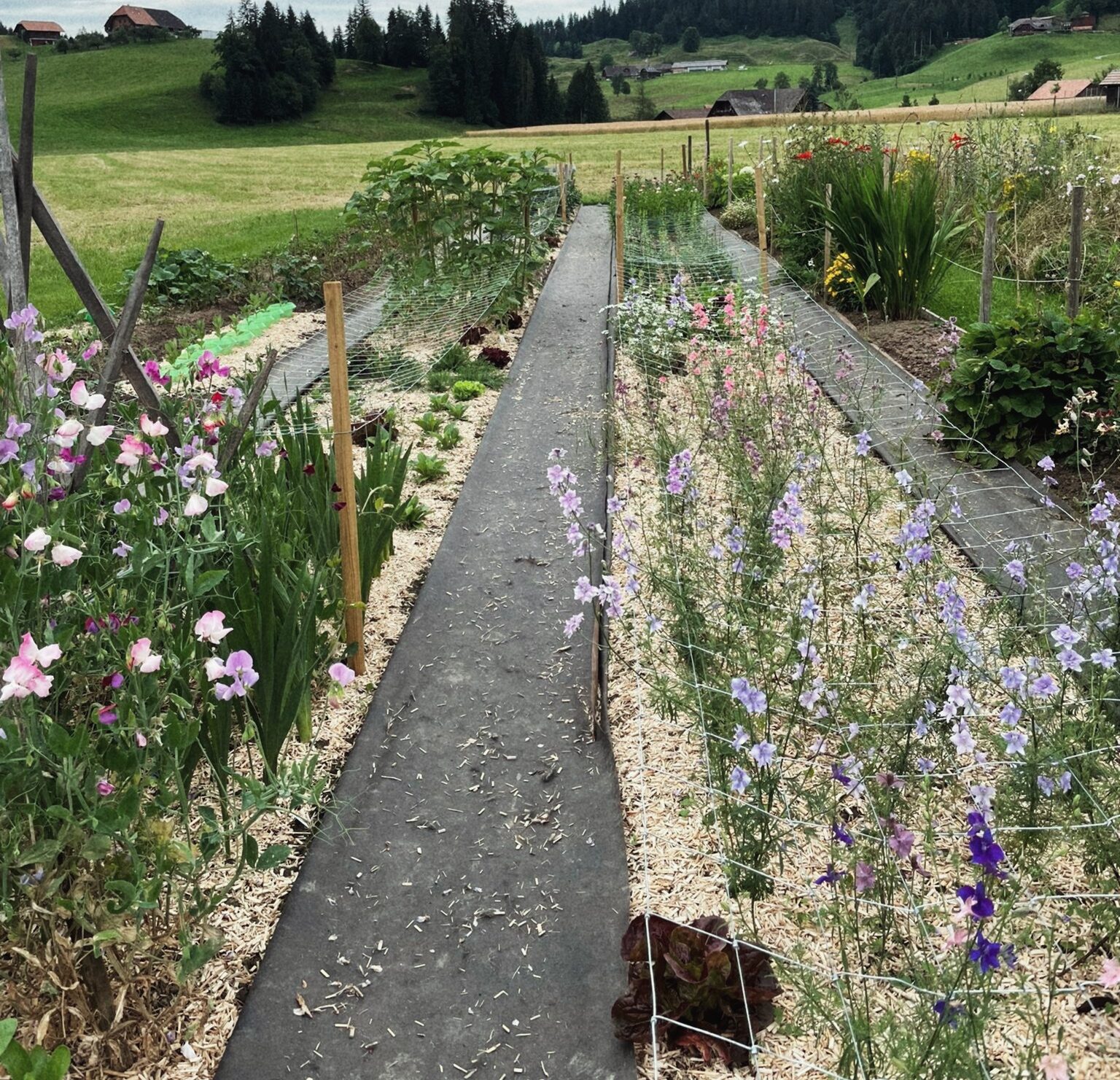 Papaver Bluemäfäud 2024